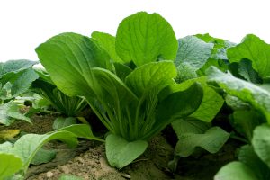 Aragon Alimentos: productos de calidad con buena cara