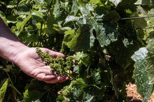 FotoAragonAlimentos2